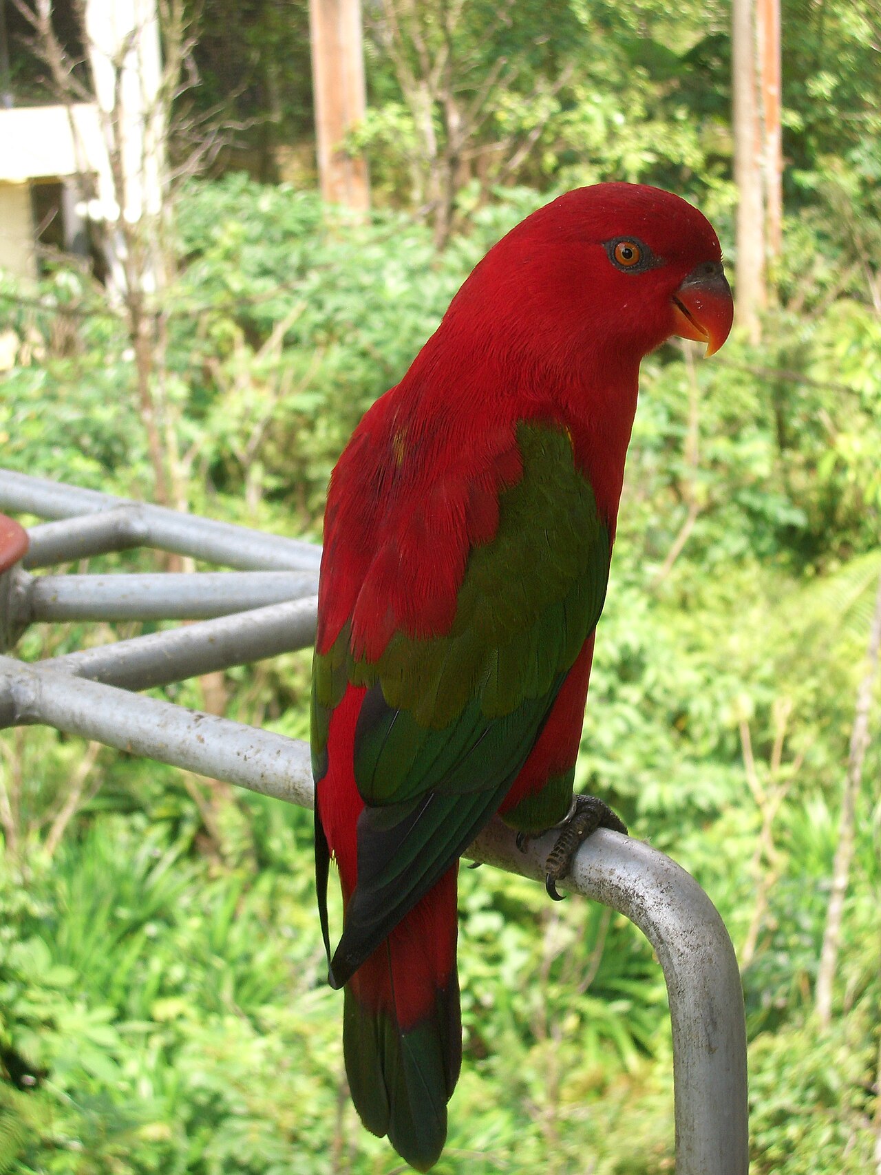 BKSDA Maluku Amankan Lima Burung Kasturi Ternate dalam Uji Coba Anjing Pendeteksi Satwa di Pelabuhan Ambon