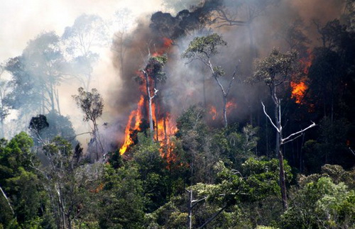 Kebakaran Hutan Gunung Nona Kembali Melanda, Damkar Ambon Padamkan Api Dua Setengah Jam