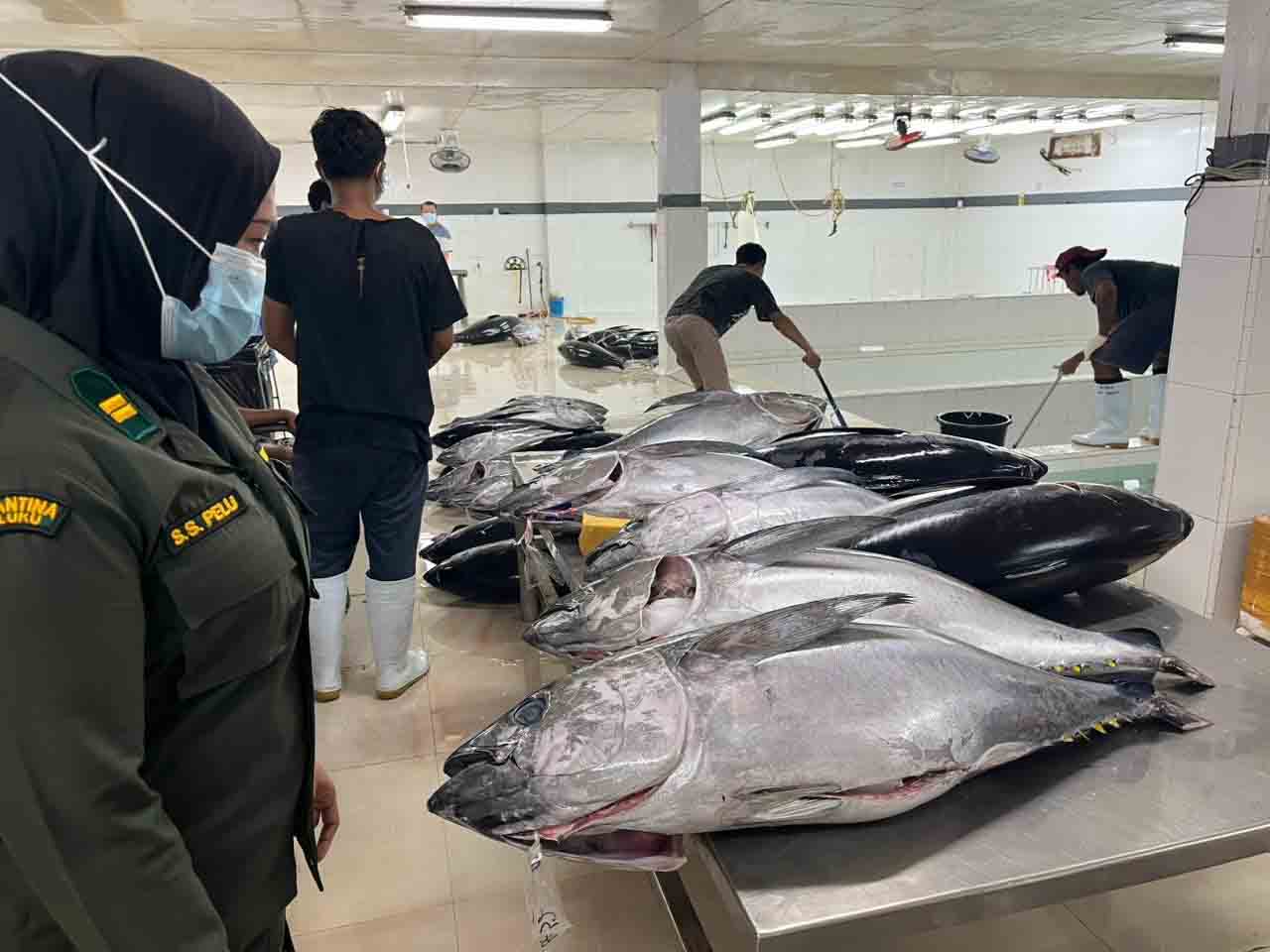 2,9 Ton Tuna Segar Maluku Diekspor ke Jepang dan Amerika Serikat